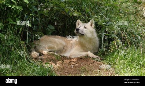 Arctic Wolf Canis Lupus Tundrarum Female Laying At Den Entrance Stock