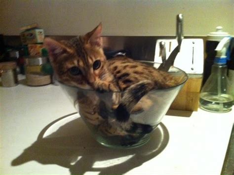 17 Best images about Cats in Bowls... on Pinterest | Cats, Cat bowl and ...