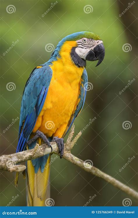 Blue And Yellow Macaw Ara Ararauna Stock Image Image Of Nature