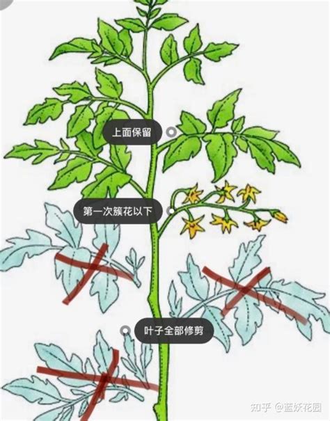 蓝妖：小番茄种植方法和注意事项，掌握这3点，番茄多多 知乎