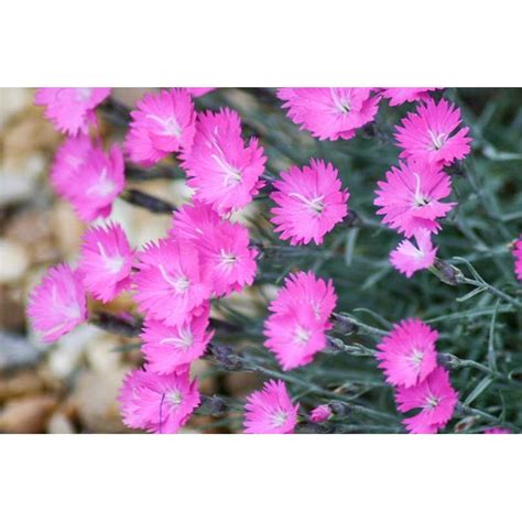 Dianthus Gratianopolitanus Pink Jewel K Max Garden Z Hradn