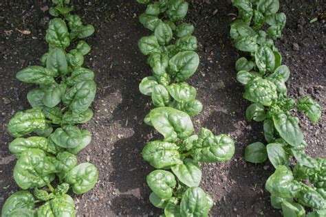 All About Spinach Profile Hardiness And Care Plantura