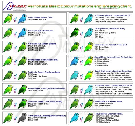 Parrotlets Basic Colour mutation and Breeding chart.