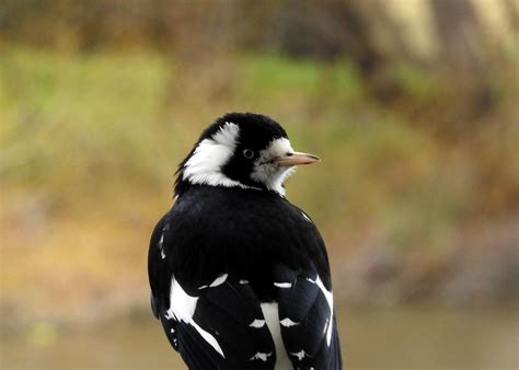 Pee Wee The Magpie Lark Grallina Cyanoleuca Is A Conspic Flickr