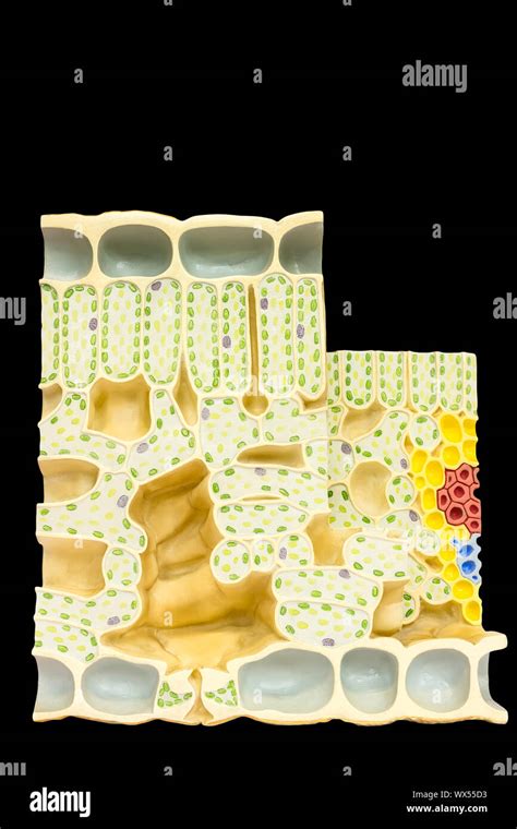 Chloroplasts Plant Cell Stock Photos And Chloroplasts Plant Cell Stock