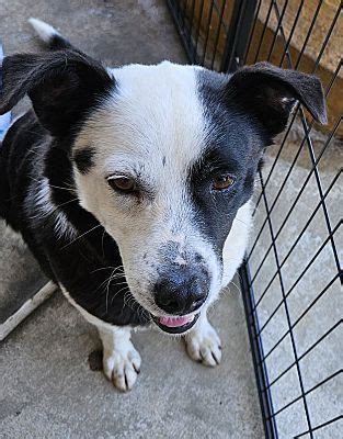 Chicago Il Terrier Unknown Type Medium Hound Unknown Type Meet