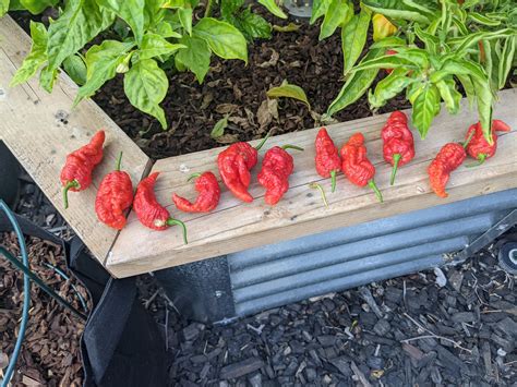 Ghost Pepper crazy! last year this plant grew tons of ghost Peppers I never saw 👻 but year they ...