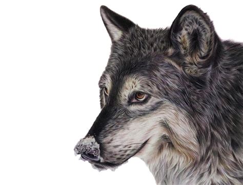 Grey Wolf Drawing