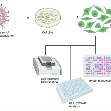 In-vitro assay of antitumor activity of CsA nanoparticles on normal ...