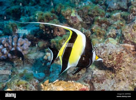 A Moorish Idol Zanclus Cornutus Swims Over A Hawaiian Reef Stock