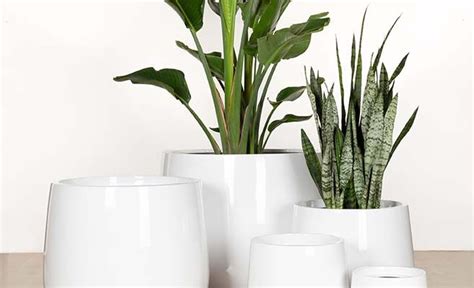 Trough Planters Citygreen Indoor Plant Hire Indoor Office Plants For Brisbane And Southeast