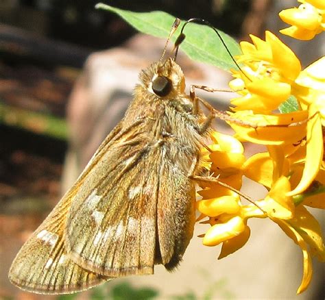 Sachem Skipper Side View Folded Wings Atalopedes Huron Bugguide Net