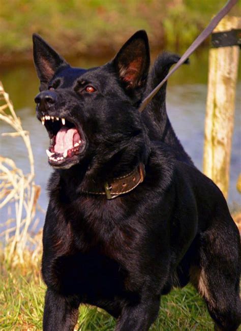 German Shepherd Dog Training Real Protection Dog Protection Dog