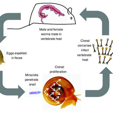 Schistosoma Mansoni Life Cycle