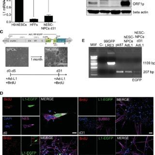 LINE 1 Retrotransposition In Mesenchymal Stem Cells A Representative