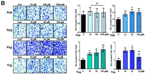 The Antiplatelet Agents Promote Hct Colon Cancer Cell Migration And