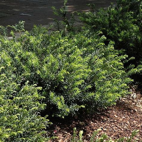 Shop The Yewtopia Japanese Plum Yew Shrubhub Nursery