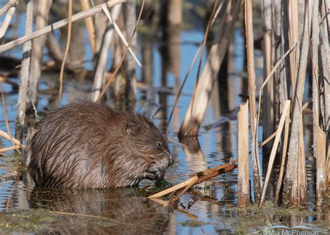 Muskrat Eating Filamentous Algae At Farmington Bay Wma Mia Mcpherson