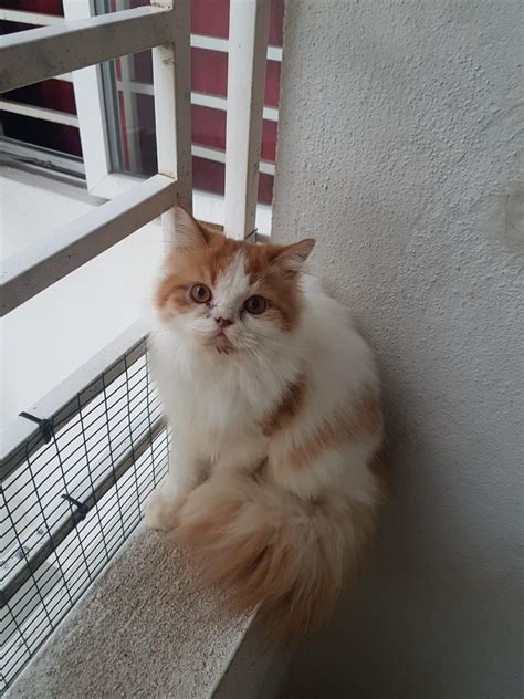 Kucing Dlh Tu Apa