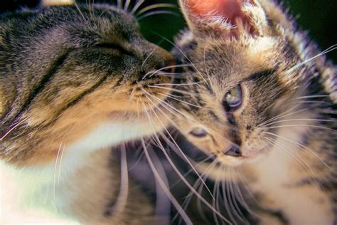 El Impacto Del Abandono En El Gato Noti Gatos