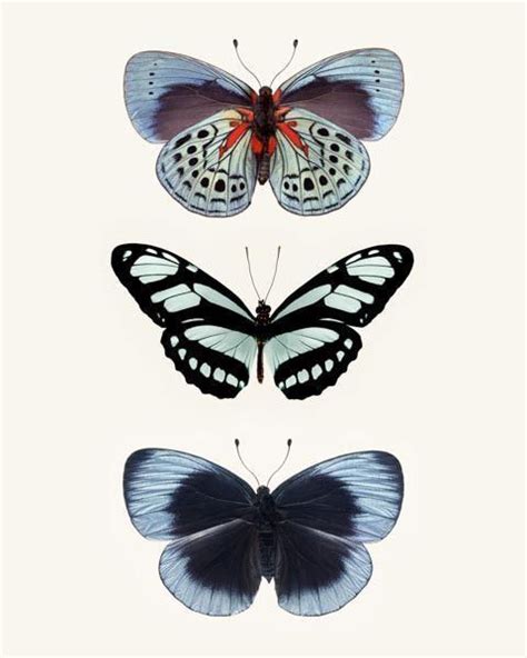 Pin By Ashley Hall On Patterns Graphics Butterfly Art Print