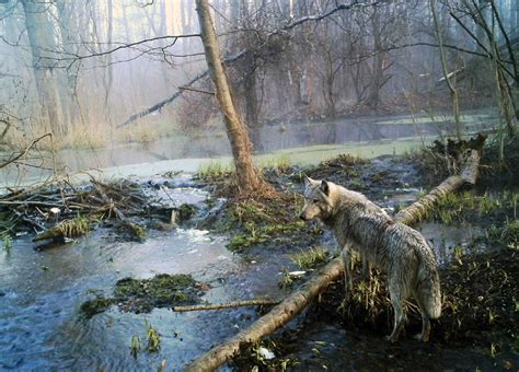 The Silicon Graybeard: Chernobyl - Europe's Unlikeliest Wildlife Sanctuary