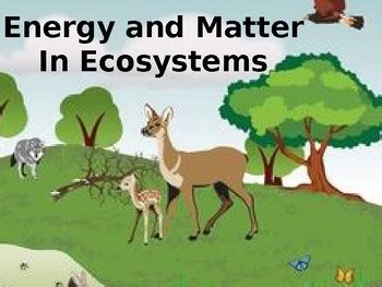 Energy And Matter In An Ecosystem By Judy Bremner Tpt