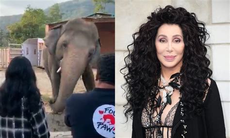 Cher serenades 'world's loneliest elephant' with song from Cinderella