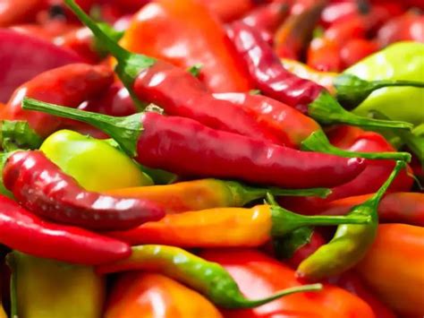 The Growing Stages Of Chili Plants: Everything You Need To Know