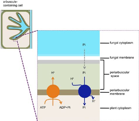 Schematic Model Of The Role Of Ha1 In Phosphate Uptake From The