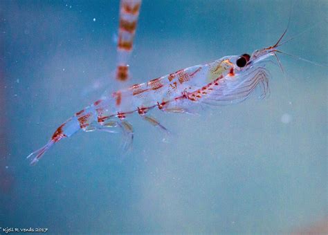 Association of Responsible Krill harvesting companies — News from ARK