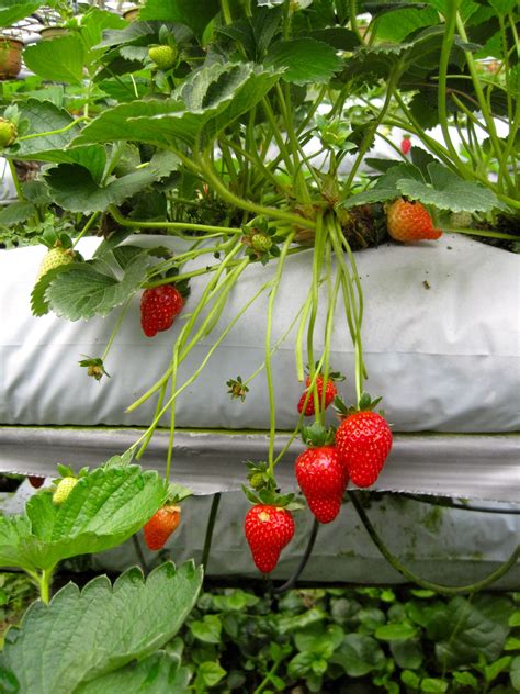 Strawberry Picking in Cameron Highlands