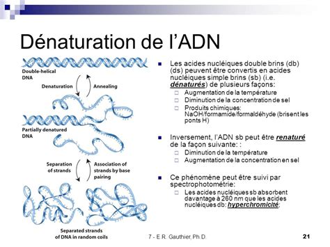 propriétés physico chimiques des acides nucléiques