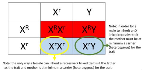 Theoretical Genetics Ms Shaw S Classroom Engage Minds Teach 64310 The