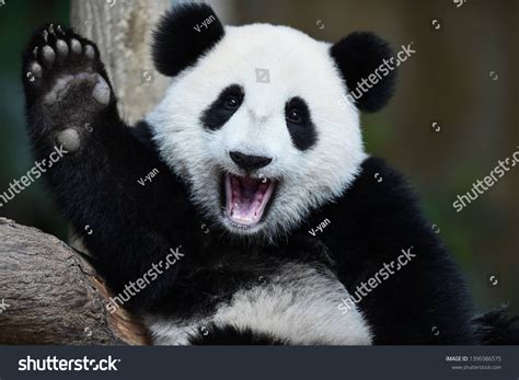 199,055 Panda Images, Stock Photos, 3D objects, & Vectors | Shutterstock