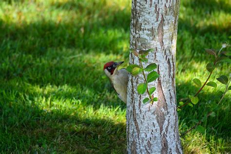 Green Woodpecker Burung Alam Foto Gratis Di Pixabay Pixabay