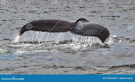 A Whale of a Tail Spotted on a Whale Watching Tour Stock Image - Image of tour, twillingate ...