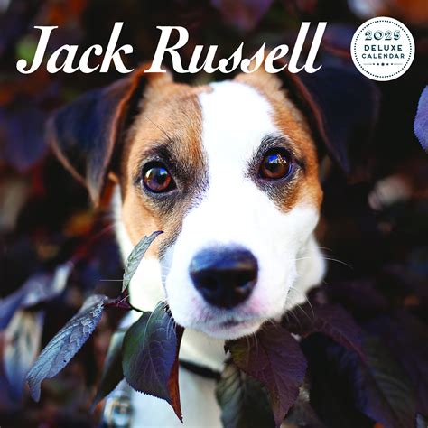 Jack Russell Terrier Calendario Comprar Orden F Cilmente En