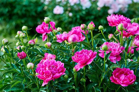 Peony Flower Meaning | Best Flower Site