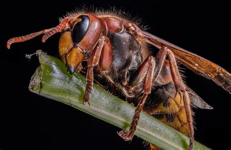 Effektive Methoden Zum Wespen Vertreiben Wie Man Wespen Erfolgreich