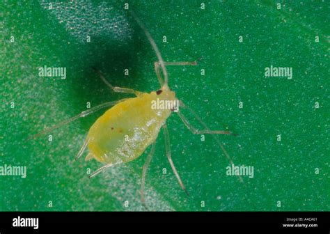 Green peach aphid close-up Stock Photo - Alamy