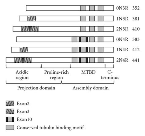 Schematic Representation Of The Six Isoforms Of Tau Present In The