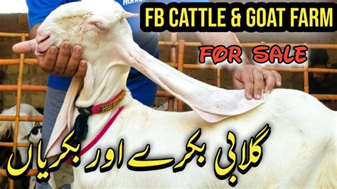 World Famous Goat Breed Gulabi For Sale Gulabi Bakray Gulabi Bakriyan