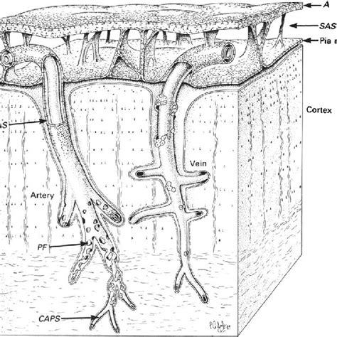 Schematic Representation Of Perivascular Spaces Pvs Indirectly