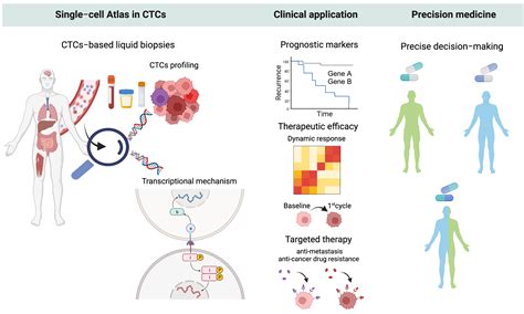 Ijms Free Full Text Deciphering The Biology Of Circulating Tumor