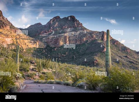 Landscape Scenic Views Of Sonoran Desert And Saguaro Cactus Organ Pipe