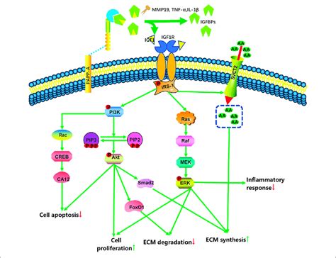 Simplified Scheme Of Igf Signaling In The Intervertebral Disc With