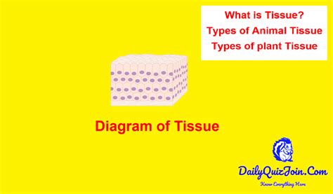 Untitled — What is tissue? Types and functions of tissue