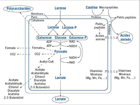 Les voies métaboliques des bactéries lactiques Luquet et Corrieu 2009