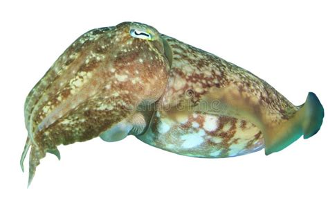 Cuttlefish Stock Photo Image Of Squid Marine Pest 12210076